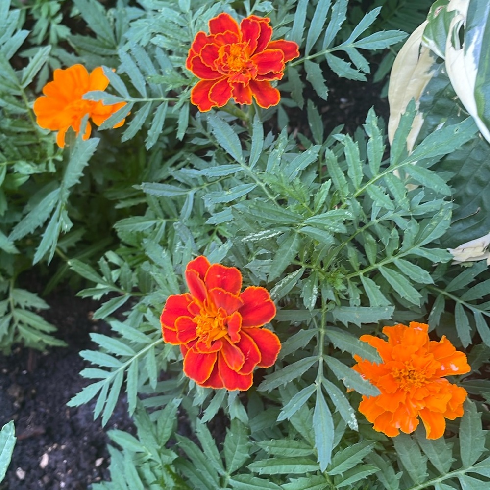Large garden marigold seeds.  Variety of colours and shapes easy to grow -bright